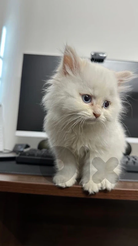 Persian Blue eyes kitten Delivery all over Lebanon