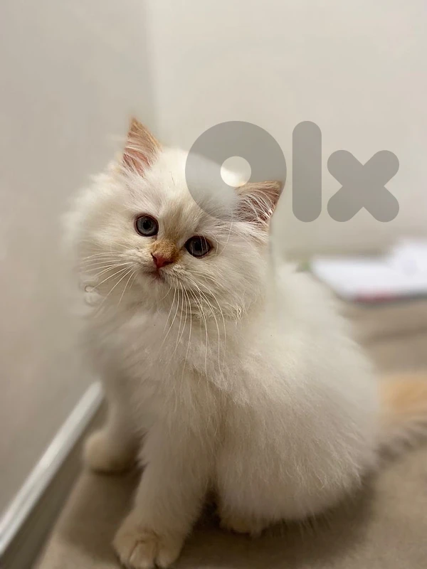 Persian Kitten