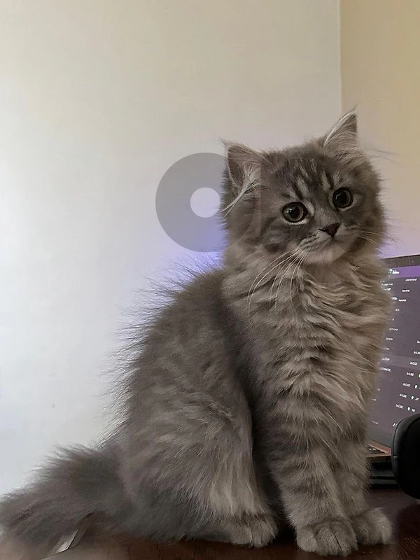 Persian long hair