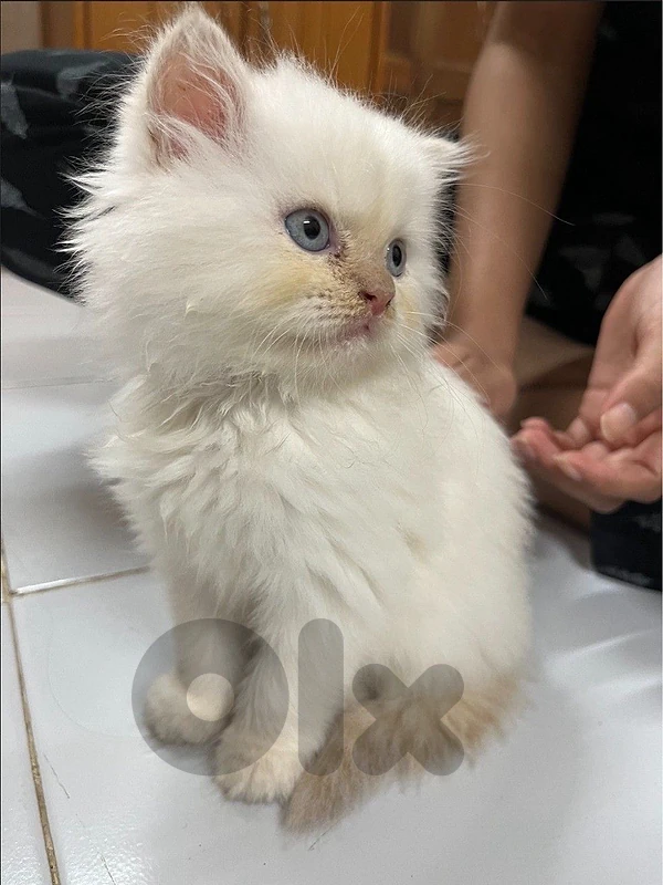 Persian with blue eyes cat قطط
