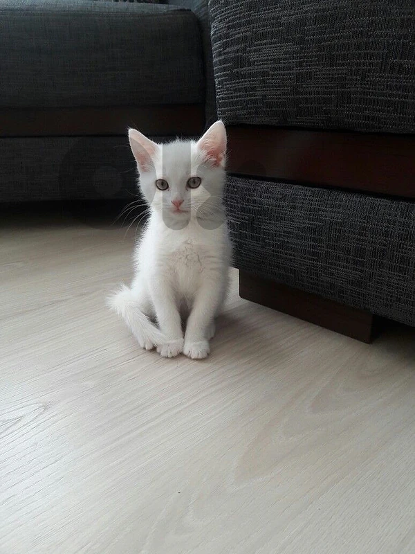 British shorthair White