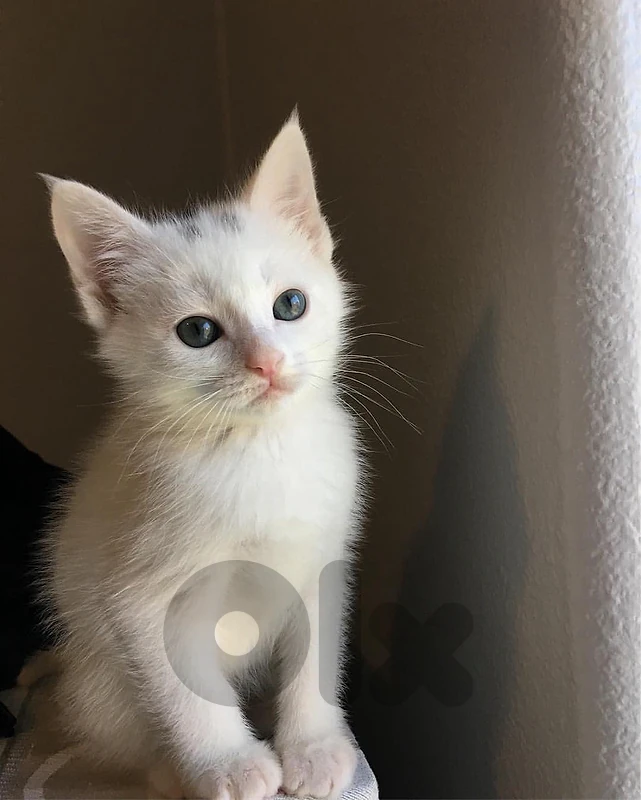 Angora kitten love Cat