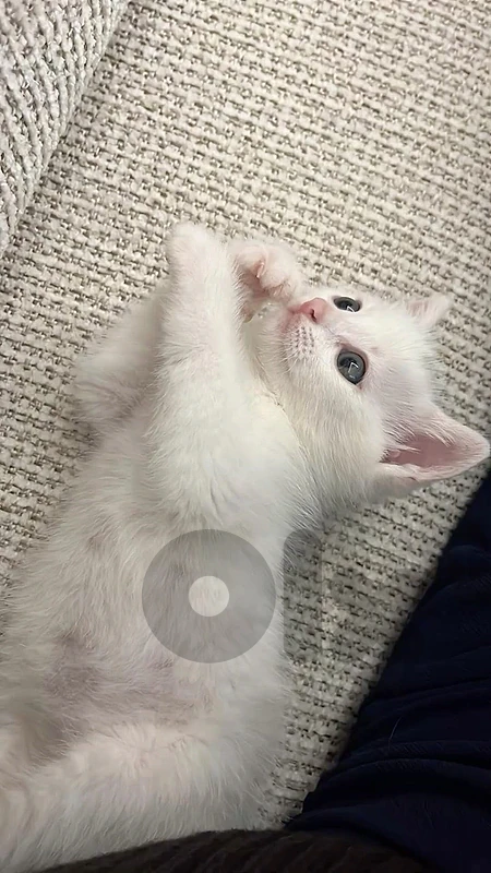 British shorthait white kitten