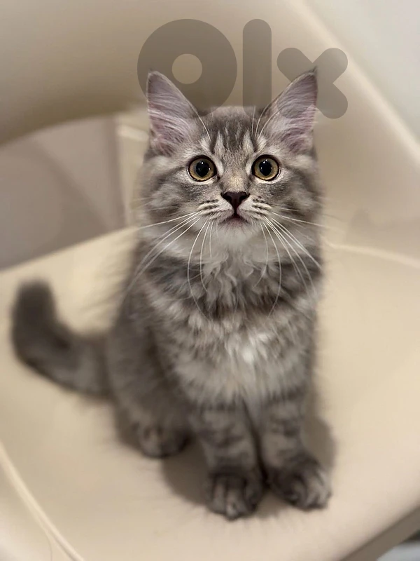 Persian grey kitten CUTEST