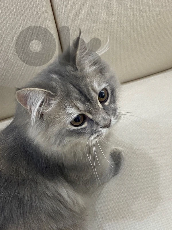Persian Grey Silver delivery