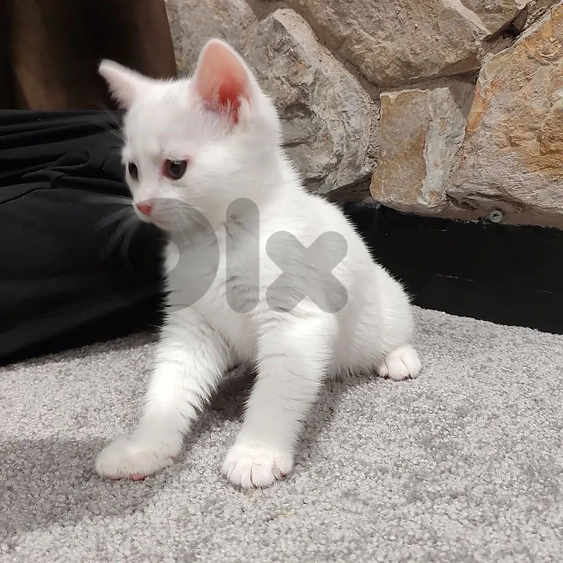 british shorthair white