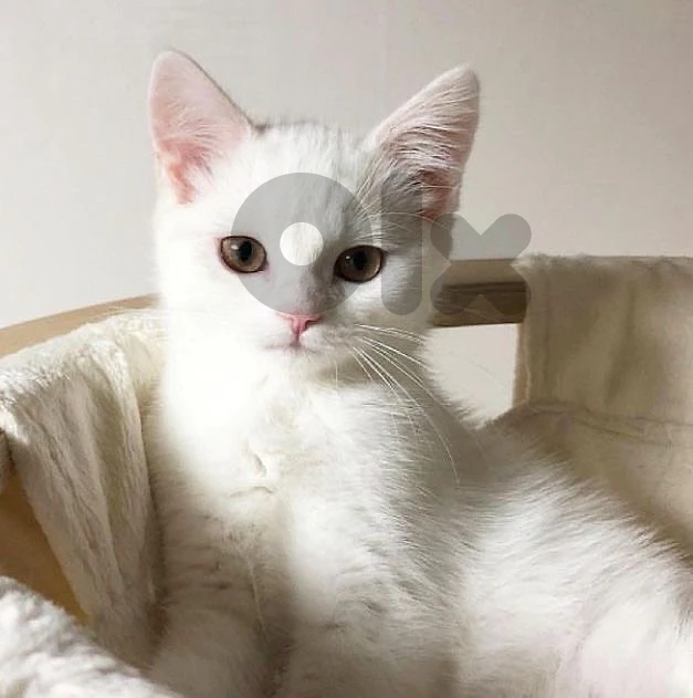 British kitten