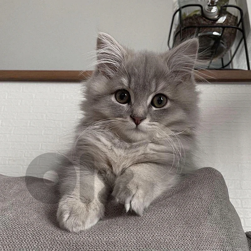 british shorthair grey