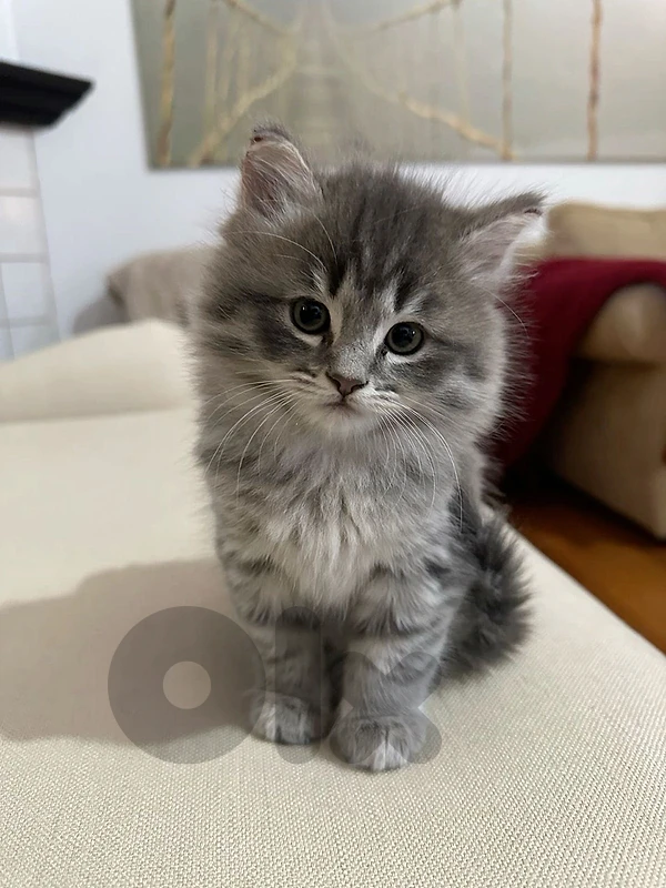 British grey lynx