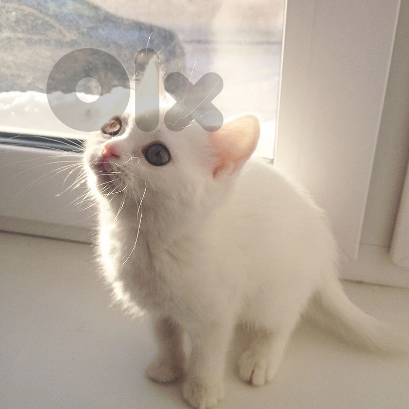 Angora White Kitten