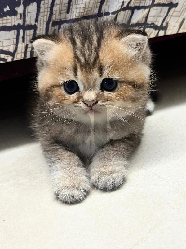 British golden chinchilla Imported