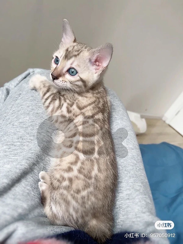 Bengal Snow Lynx kitten Imported