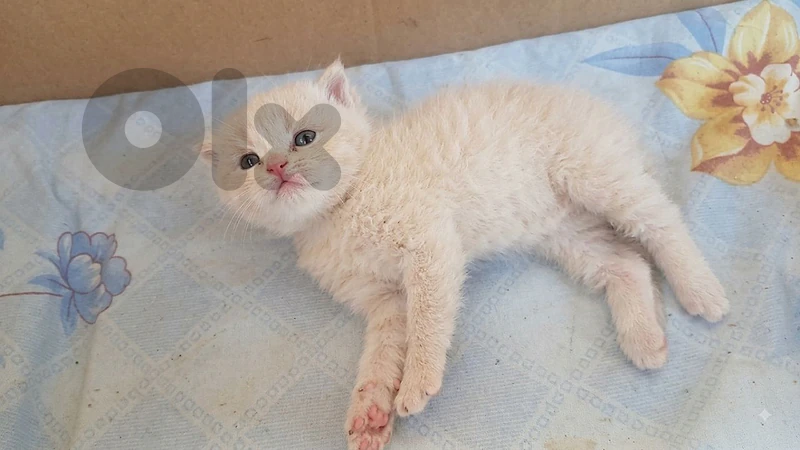 Scottish fold kittens
