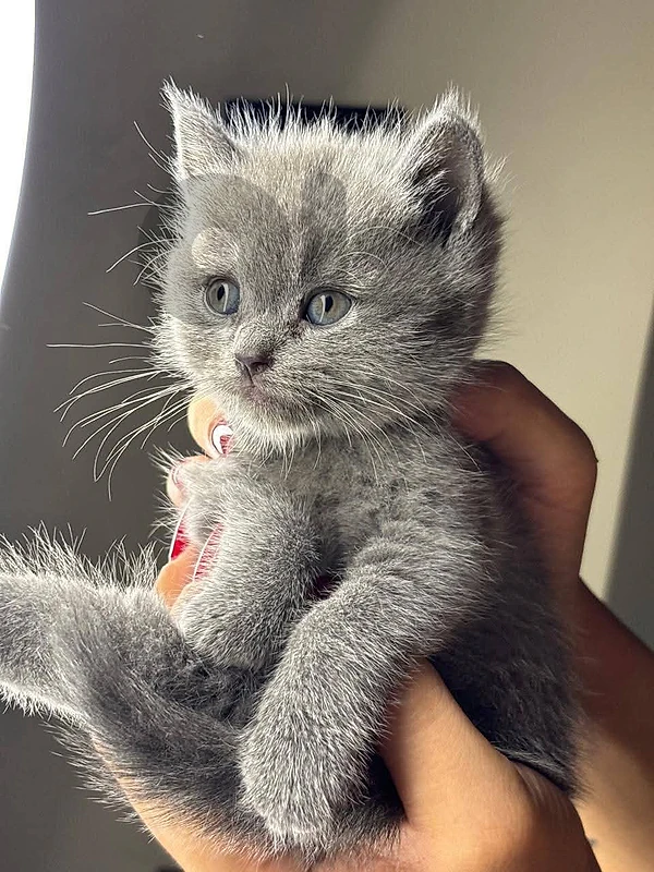 British Shorthair Cat