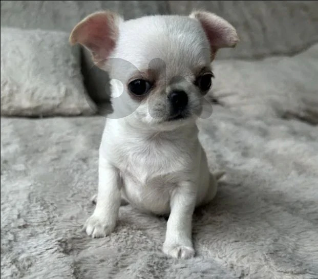 chihuahua