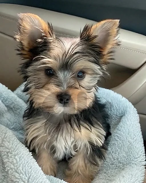 mini yorkshire imported puppy