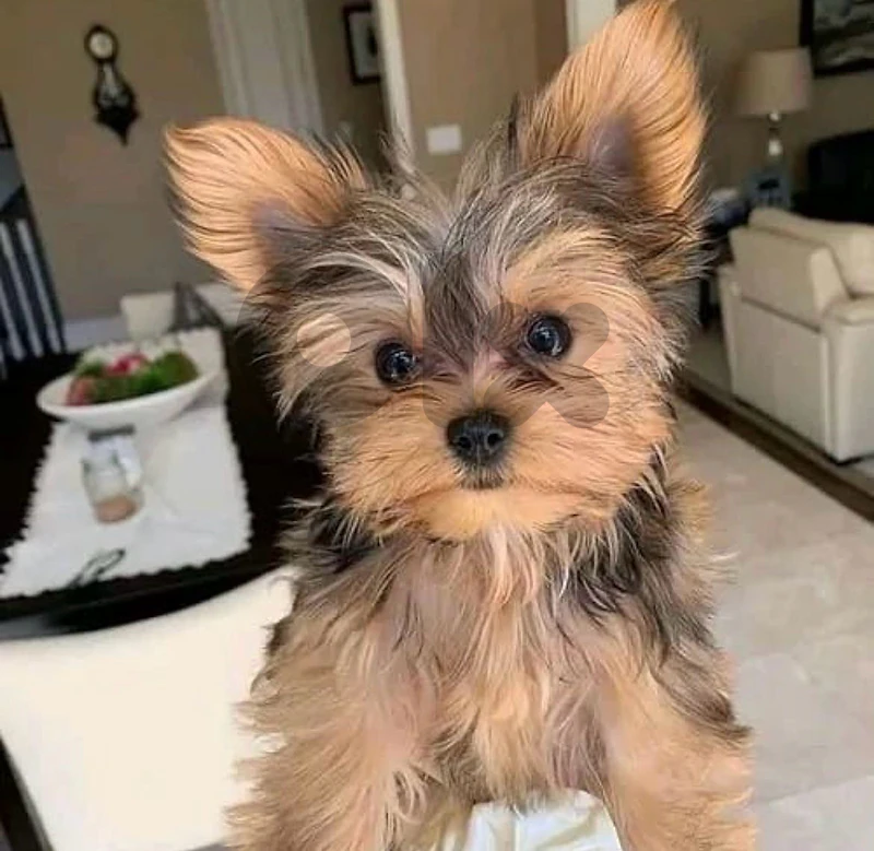 yorkie yorkshire