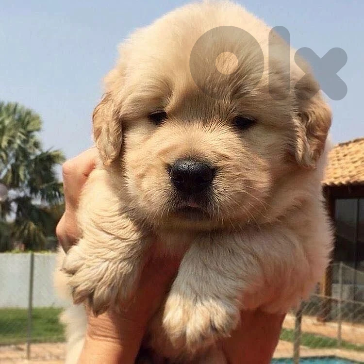 Bear Gold Golden Retriever