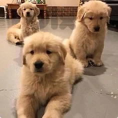 golden retriever puppy goldencream