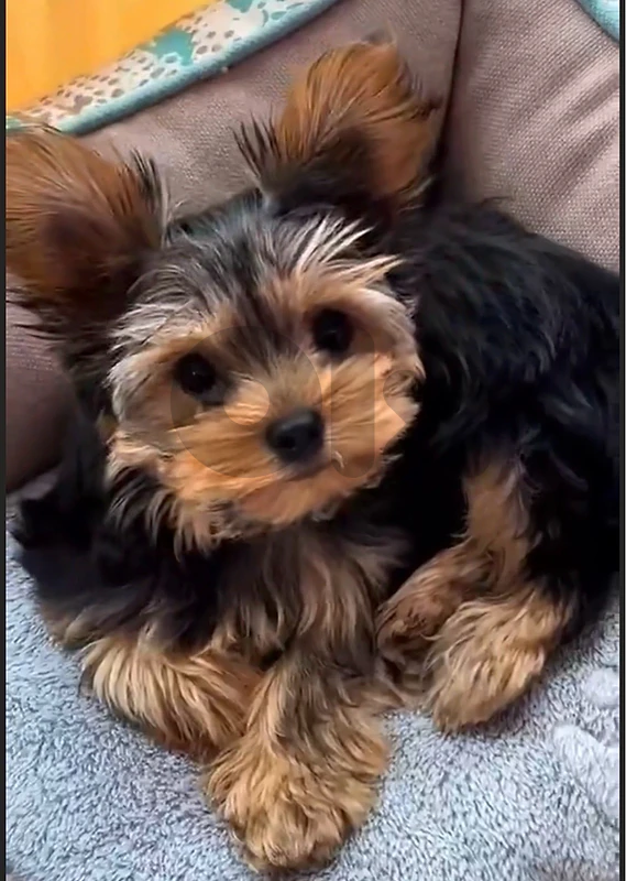 Yorkshire Terrier Imported