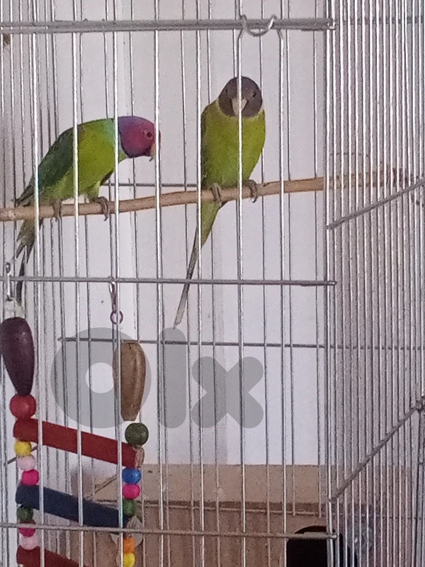 cokatail and conure turquoise and sunconure for sale