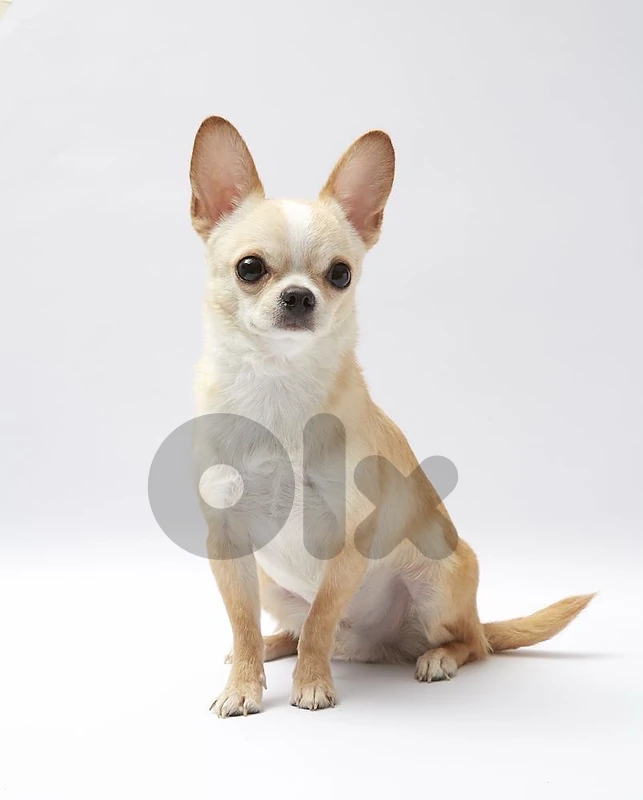 Chihuahua Beige imported
