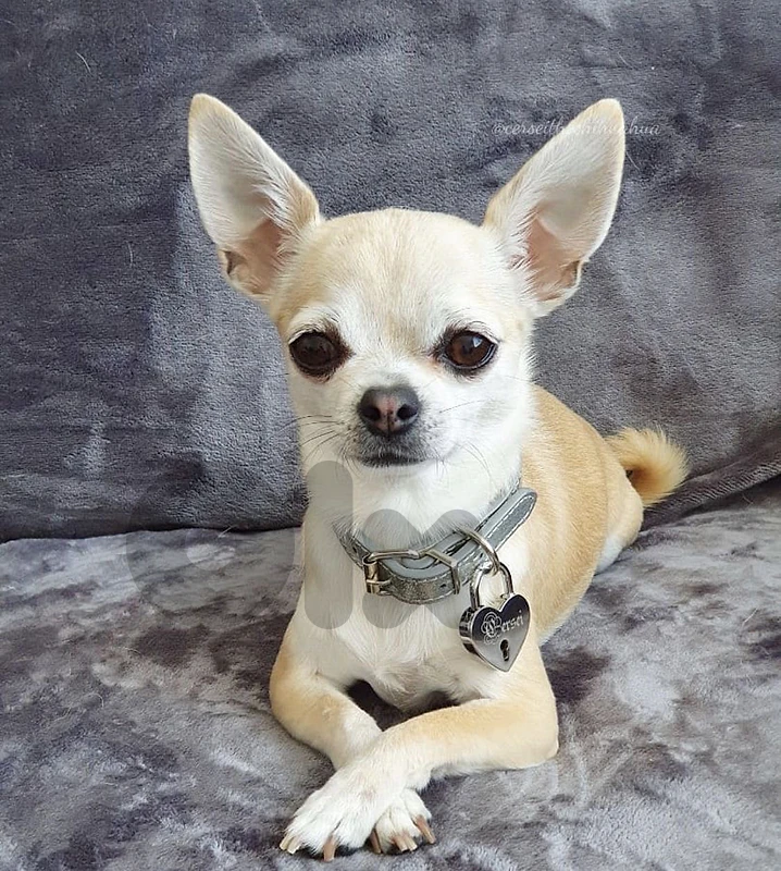 chihuahua imported puppy beige