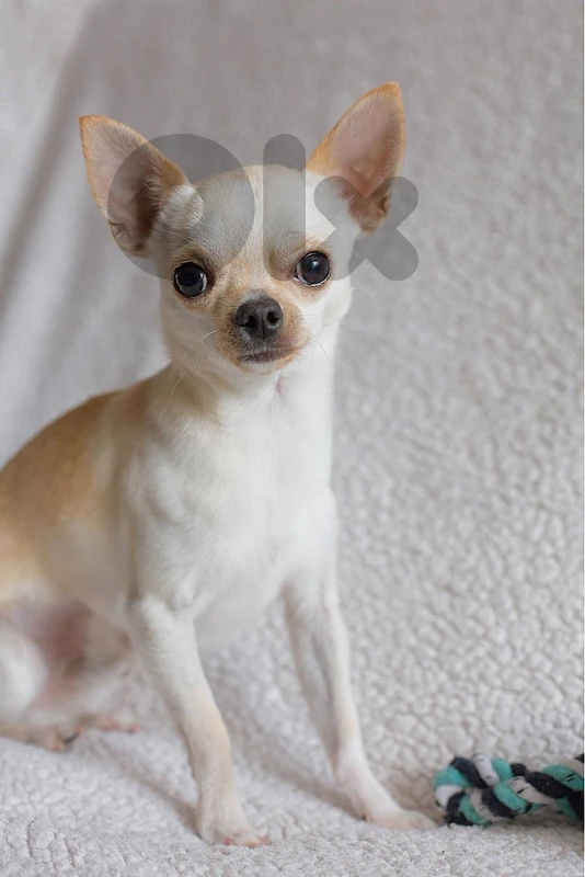 Chihuahua Imported cream