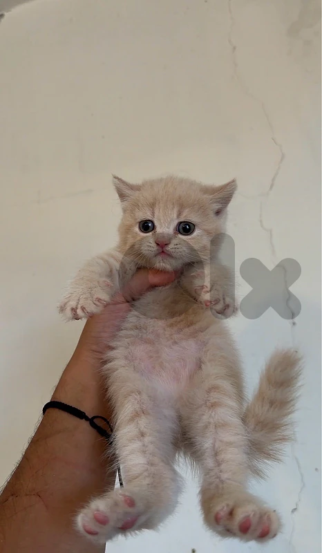 british lilac male for sale yali be hamo y7kina