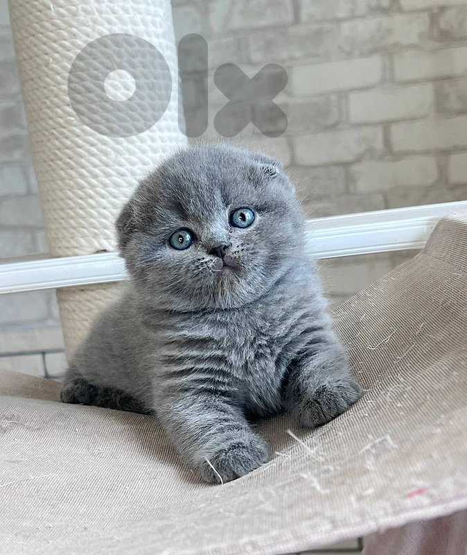 Pure Scottish fold and British kittens HIGHEST QUALITY
