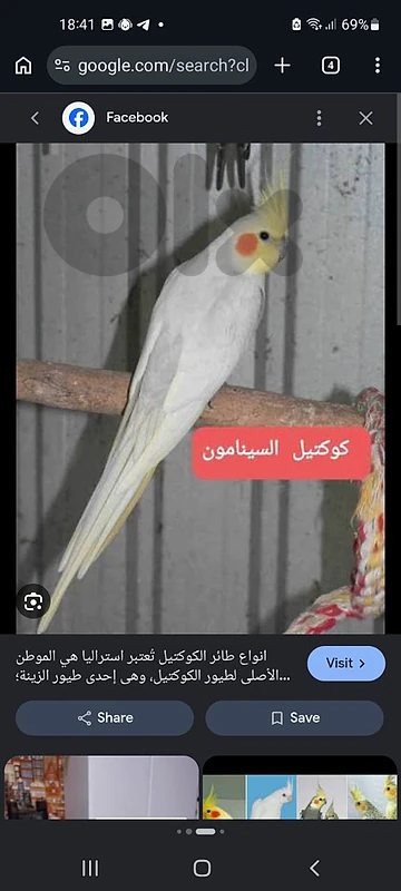 مطلوب ذكر كروان سينامون العمر سنة