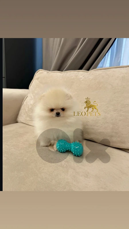 Pomeranian/teacup/ tedy Bear/dog /كلاب
