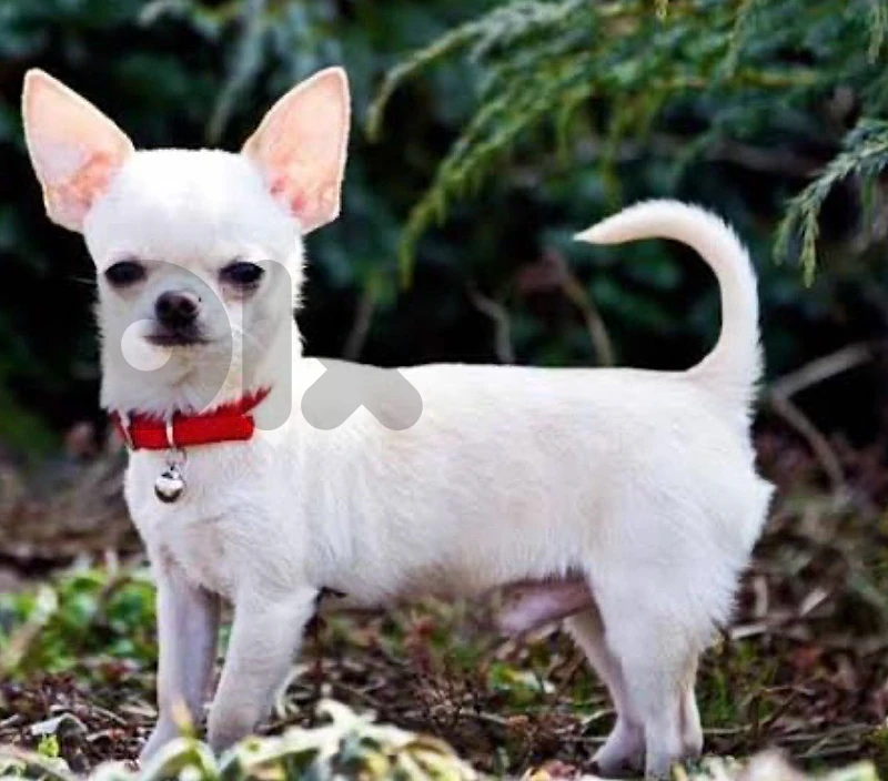 Chihuahua Needed