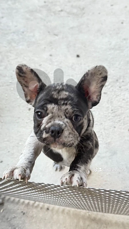 french bulldog