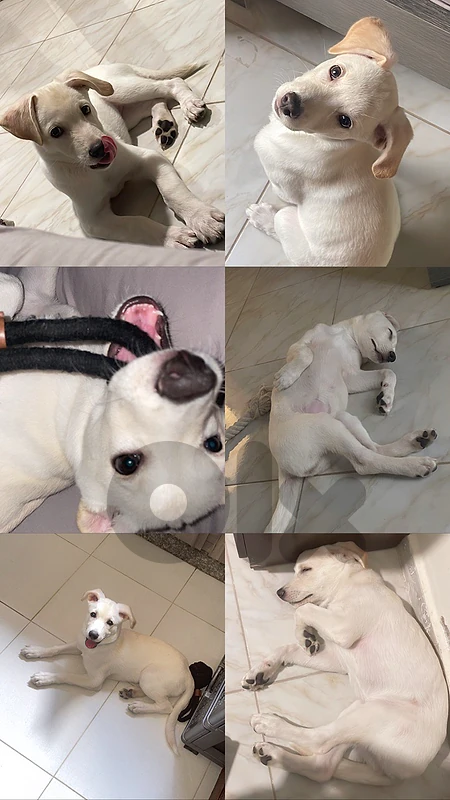 Labrador Puppy for adoption