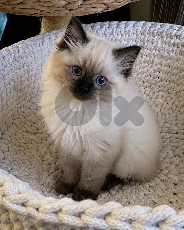 Himalayan kittens available