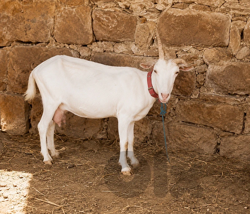 ماعز فرنسي
