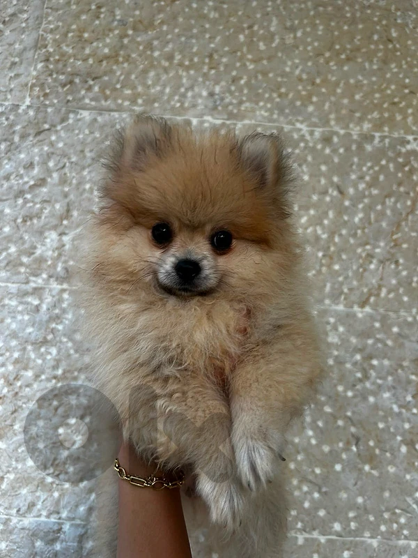 Pomeranian puppy for sale