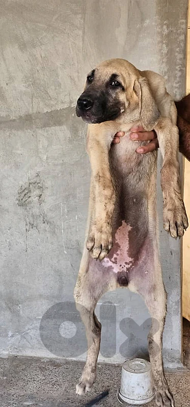 kangal puppies