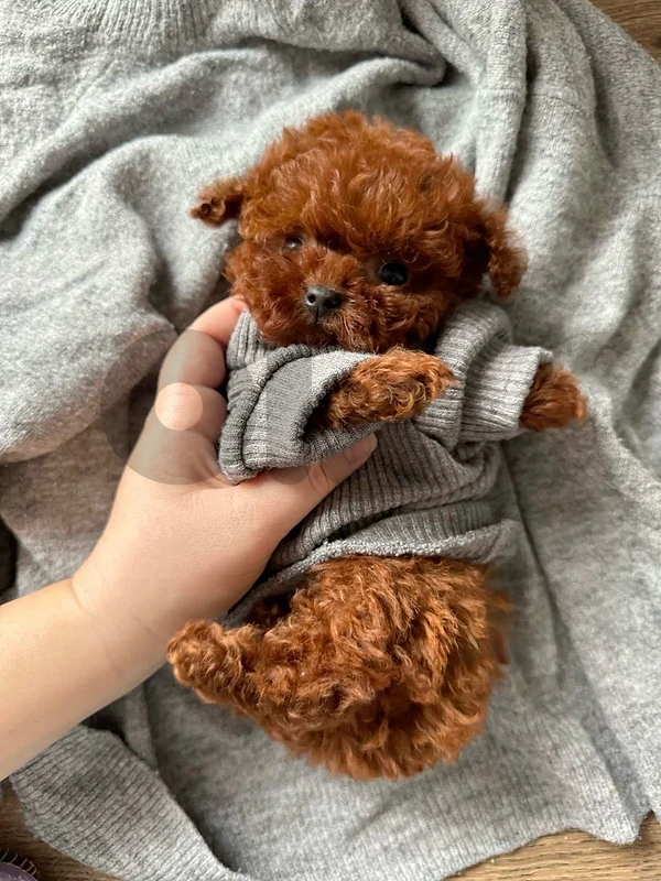 Teacup Poodle red brown puppy available in store & delivery