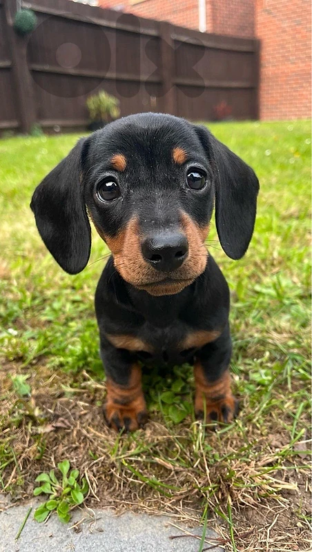 Rare Black & tan Dachshund imported available