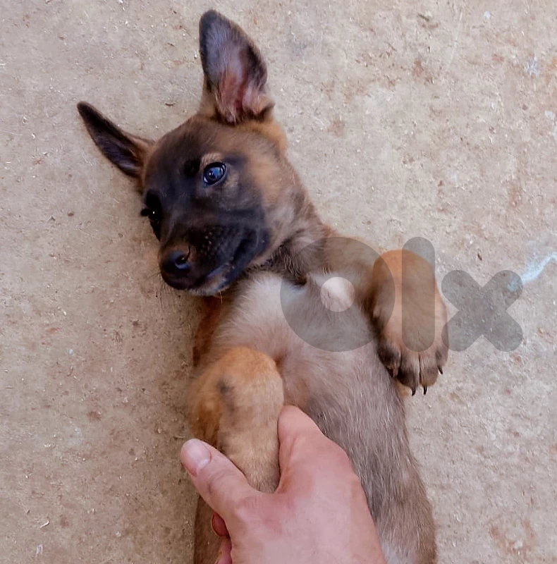 German Malinois Sable - ذكاء المالينو وقوة الجيرمان