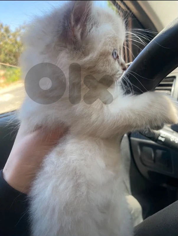 cats for sale