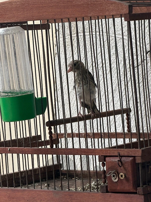 bird حسون