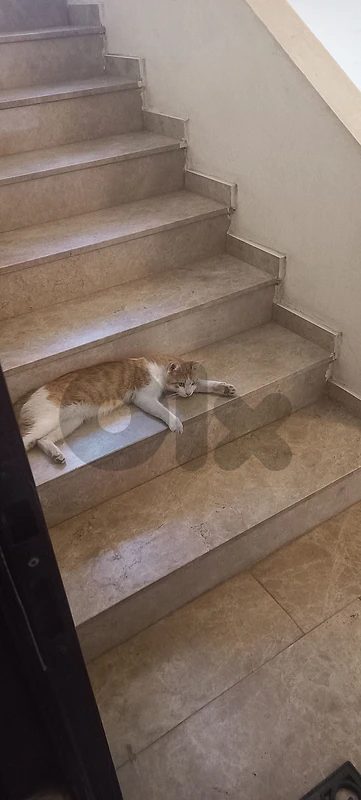 Male cat (1yo) for Adoption-Serious and responsible people only