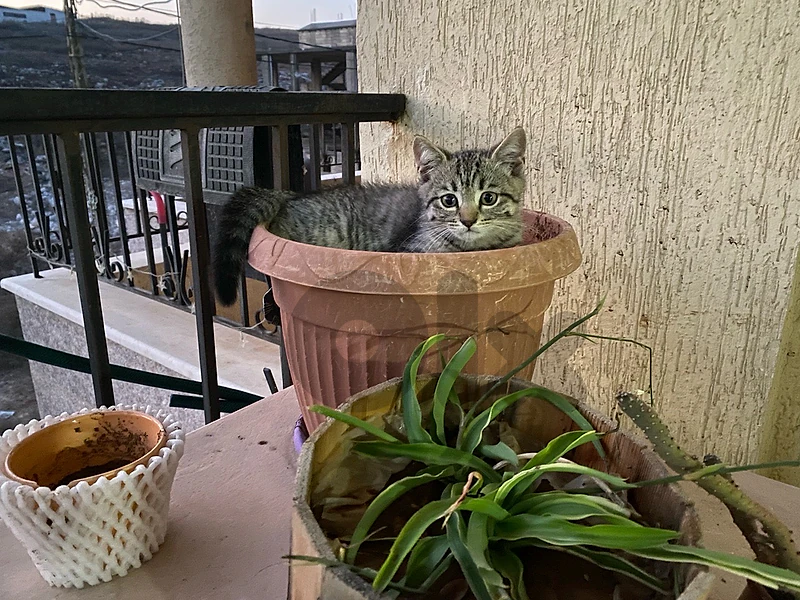 both cats are for 100 $