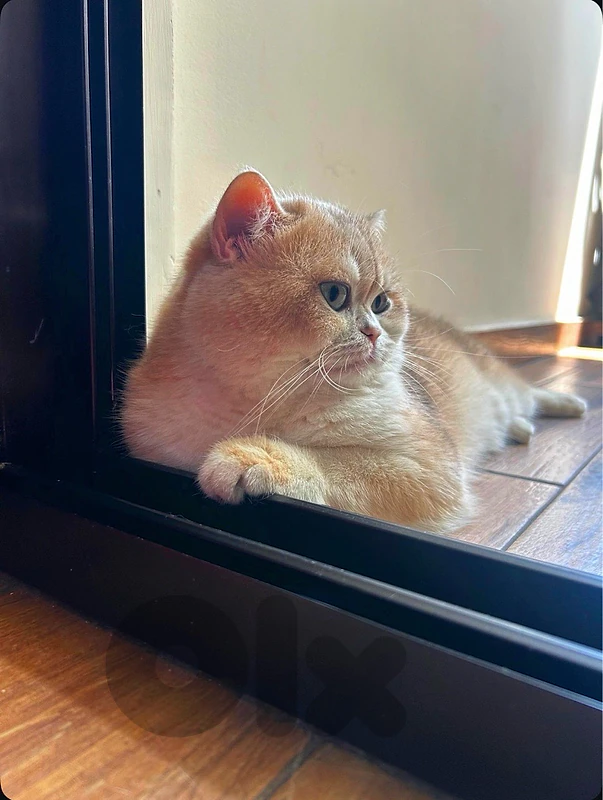 gold chanchilla