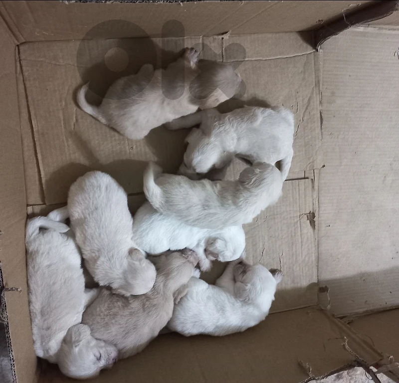 bishon pupy 4 male & 4female