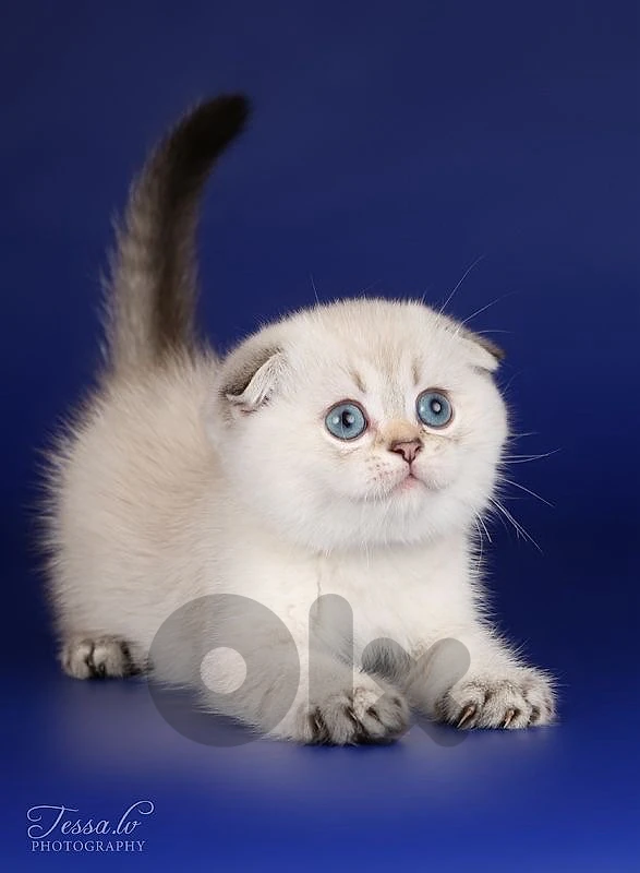 scottish male blue point chanchilla