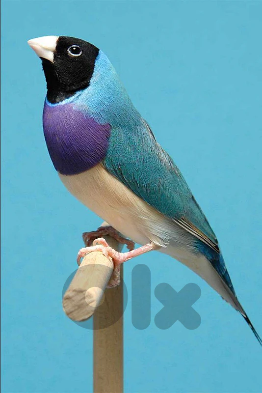 مطلوب